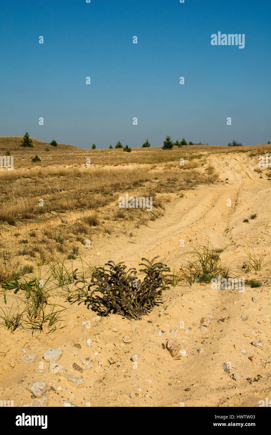 In Wilderness Jüterbog after more than 150 years as a military training area since 1992 in one of the rare Steppe landscapes in Germany nature rules.  Stock Photo