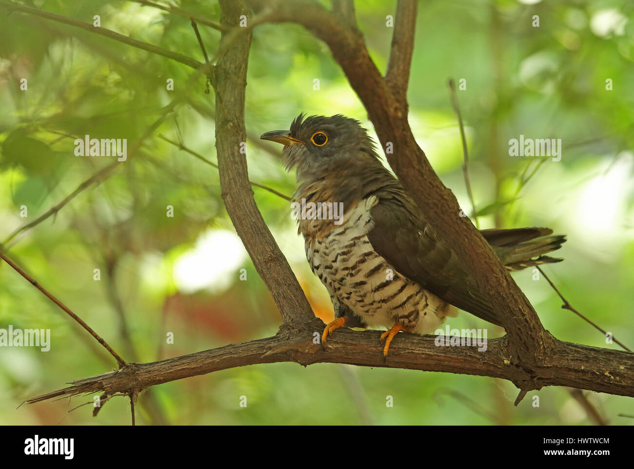 Indian Cuckoo (Cuculus micropterus micropterus) adult perched on branch  Beidaihe, Hebei, China       May Stock Photo