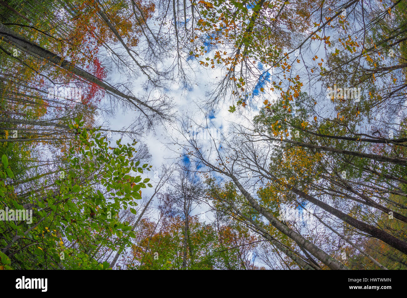 Upward view of colorful autumn trees against a cloudy blue sky.  Hungry Beech Nature Preserve, Roane County, West Virginia. Stock Photo