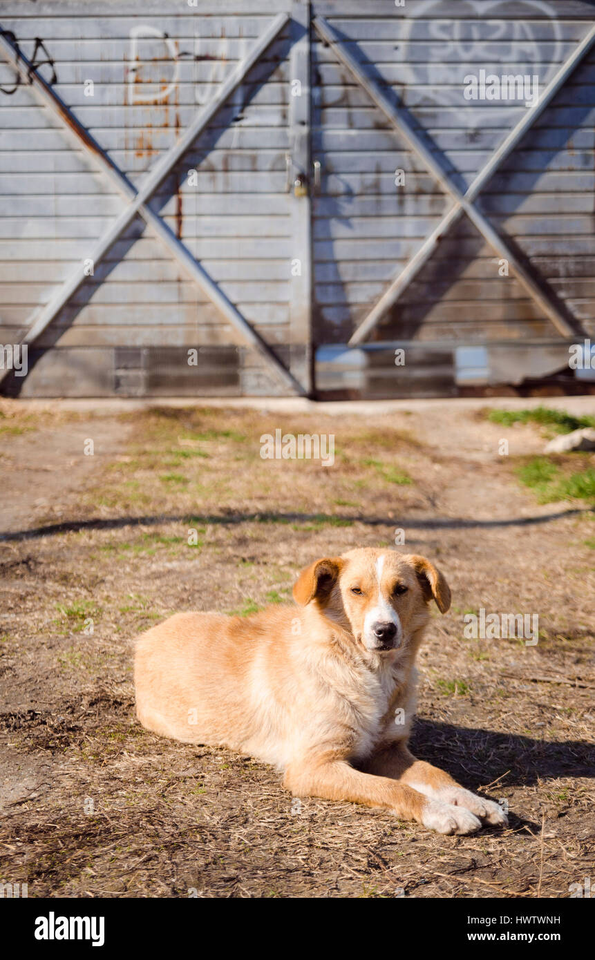 Yellow stray dog on the ground in front of garage doors Stock Photo