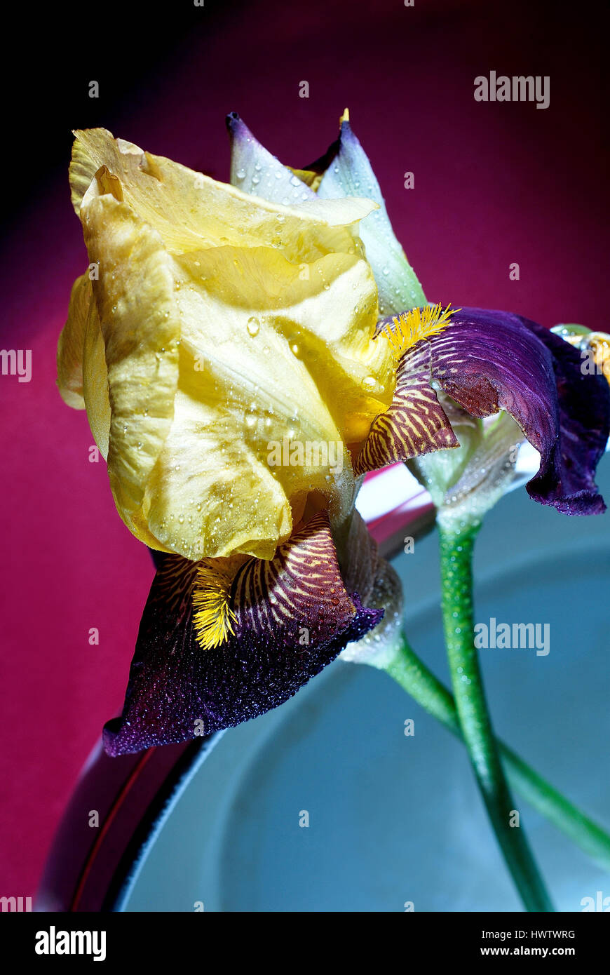 Iris sibirica, I. graminea, natural, flower power, flower, stil life Stock Photo