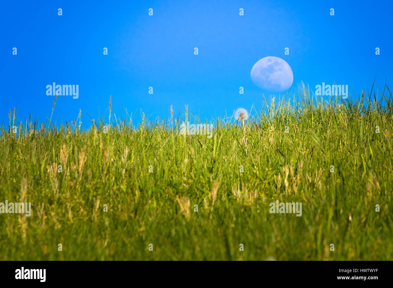 During the day, a waxing gibbous moon rises along a hillside of Spring green grass and dandelion. Stock Photo