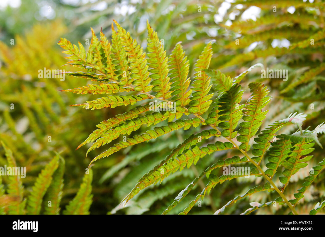 Close-up of the fronds of Cinnamon Fern in the autumn, Islesford, Maine. Stock Photo