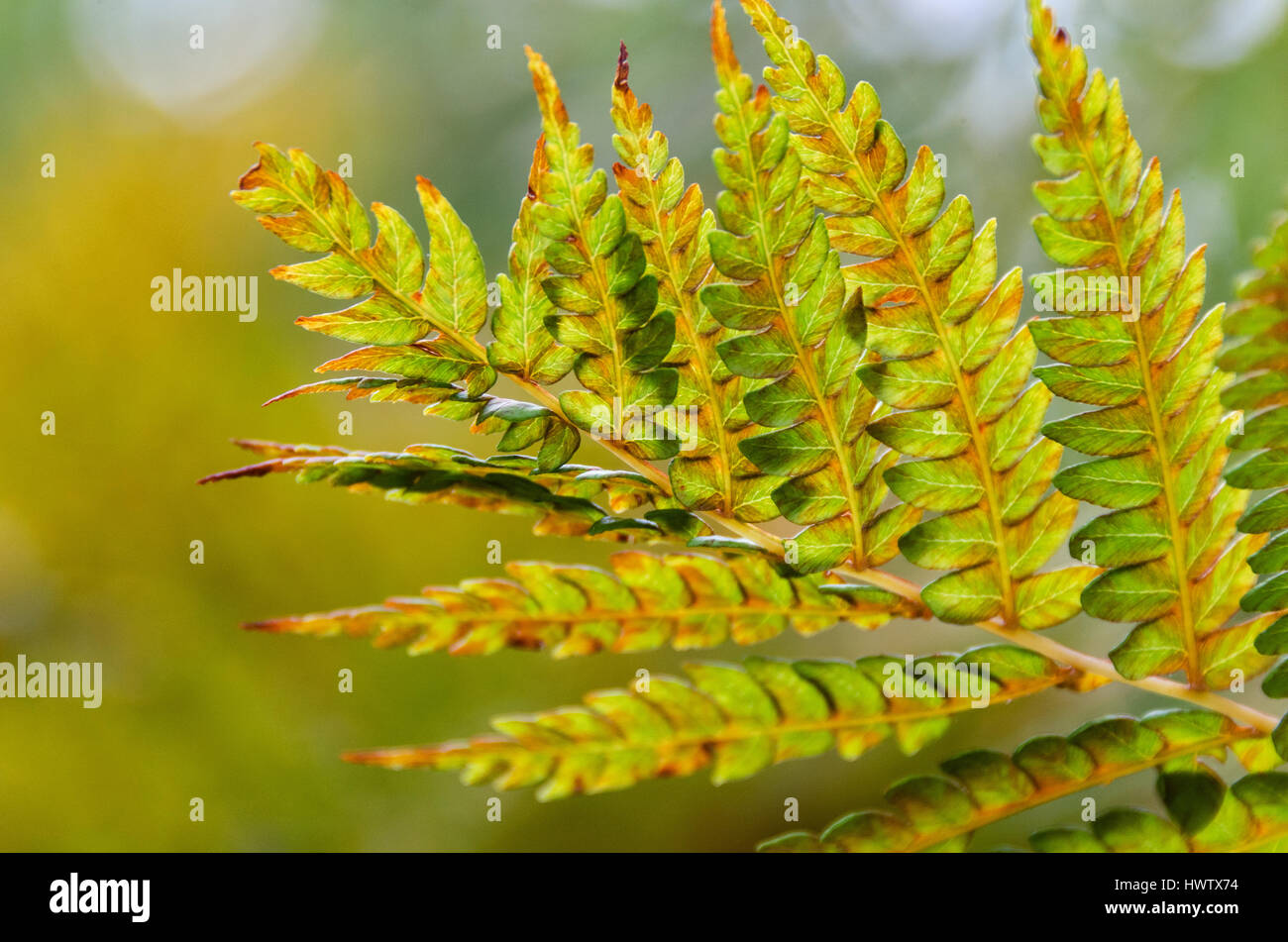 Close-up of the fronds of Cinnamon Fern in the autumn, Islesford, Maine. Stock Photo