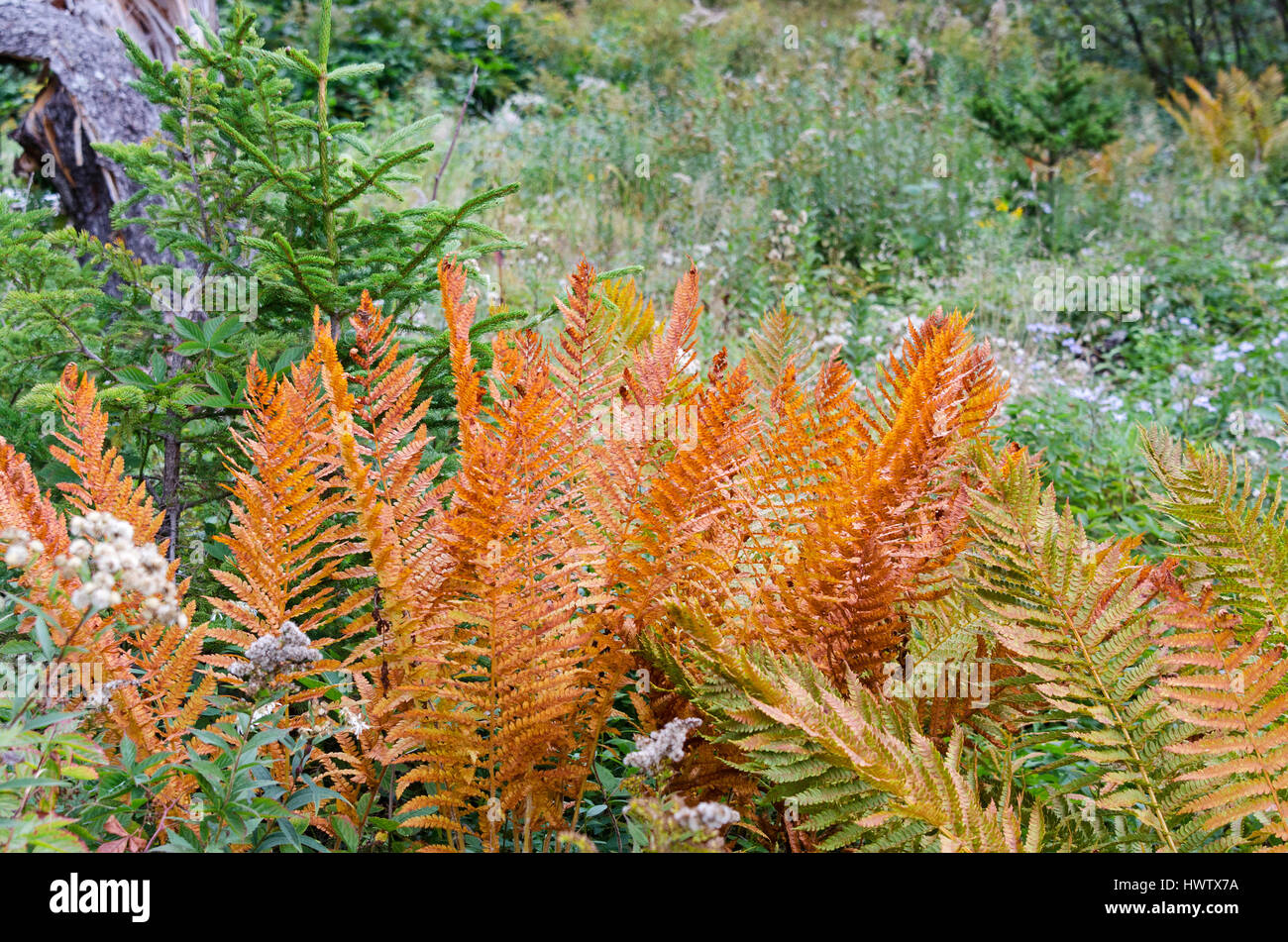 Cinnamon fern fronds turning coppery brown in autumn, Islesford, Maine. Stock Photo