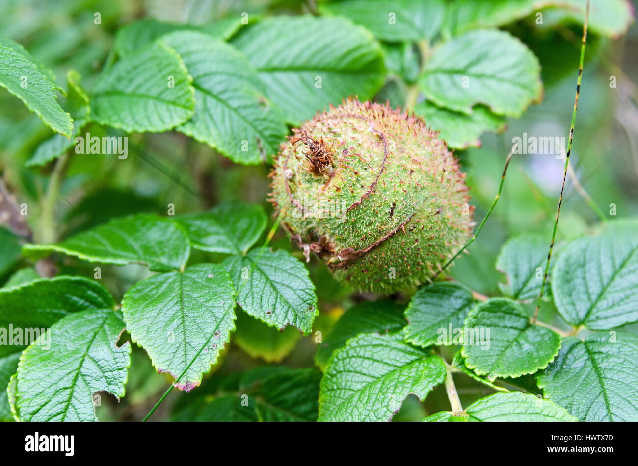 Galls formed by the larvae of the Spiny Rose Stem Gall Wasp on Rugosa rose plants, Islesford, Maine. Stock Photo