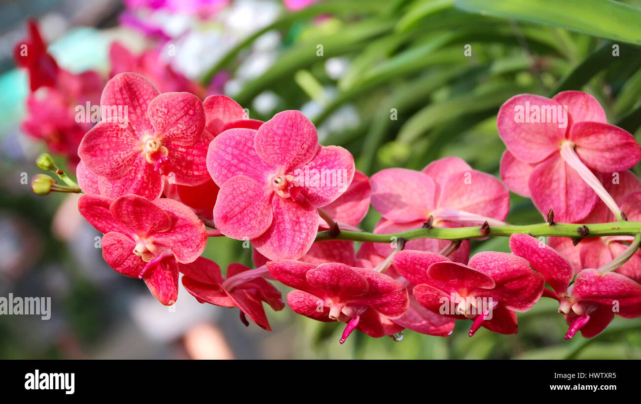Thai Orchid In Botanic Garden Chiang Mai Thailand Stock Photo Alamy