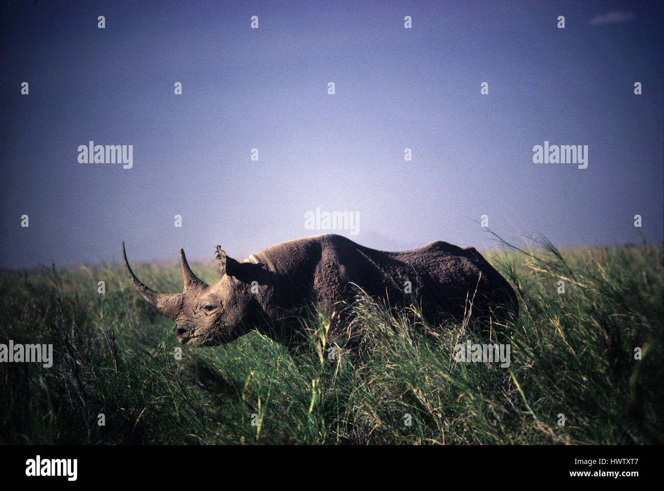 Black Rhino at Amboseli National Park, Kenya Stock Photo