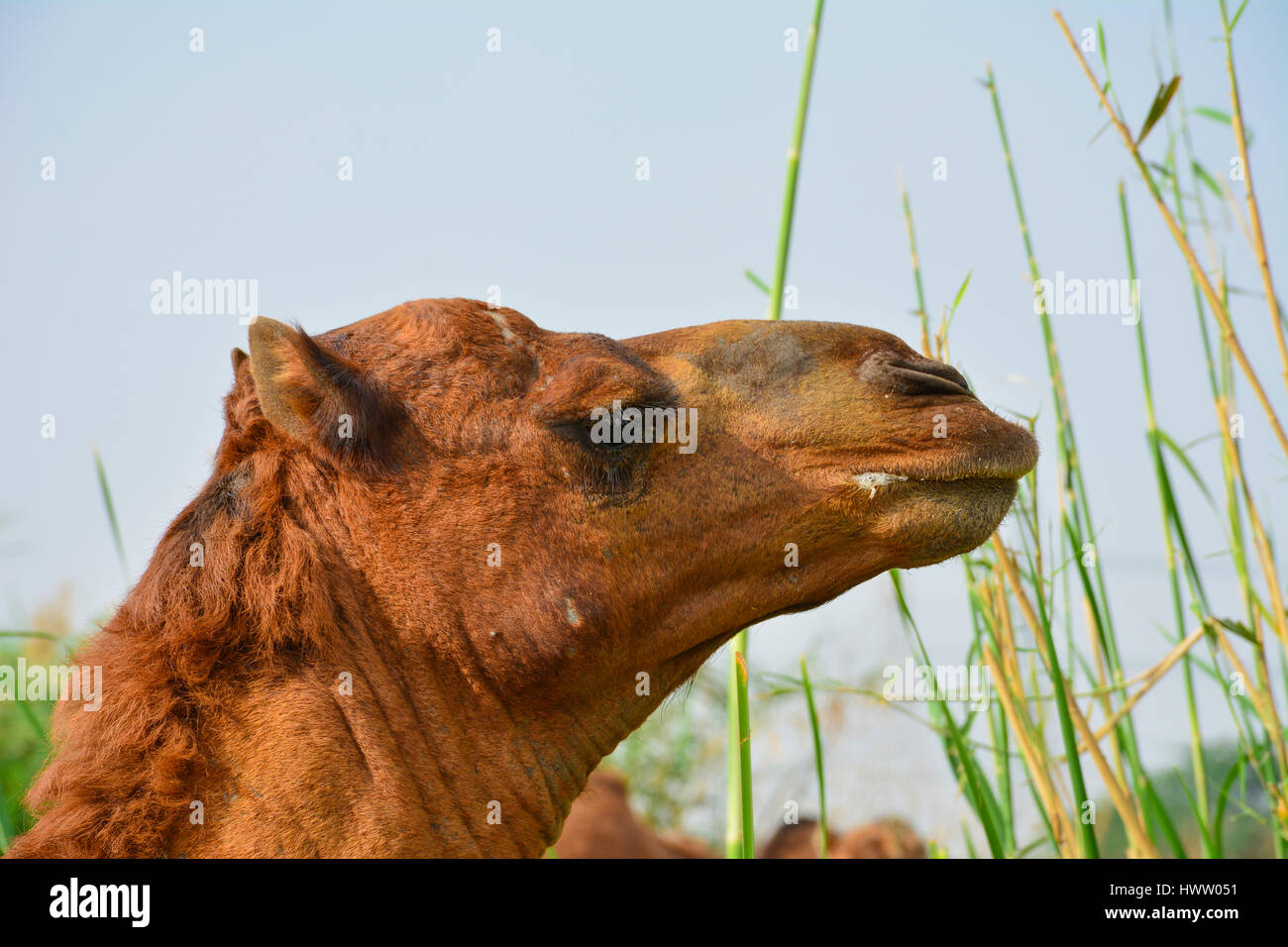Camel eating grass closeup shot Stock Photo