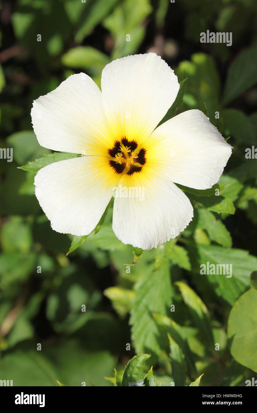 Tropical Flower, Port Antonio, Jamaica Stock Photo