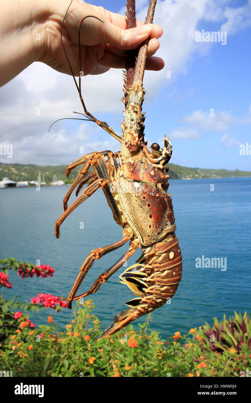 Caribbean Spiny Lobster Panulirus argus Stock Photo