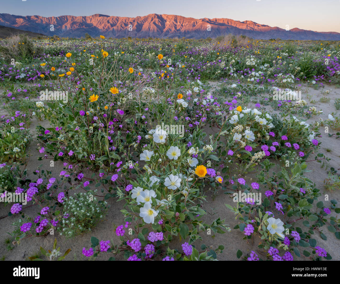 CALIFORNIA, USA: Desert landscape with flowering Sand verbena, Desert gold, and Birdcage evening primrose with the Santa Rosa Mountains in background, Stock Photo
