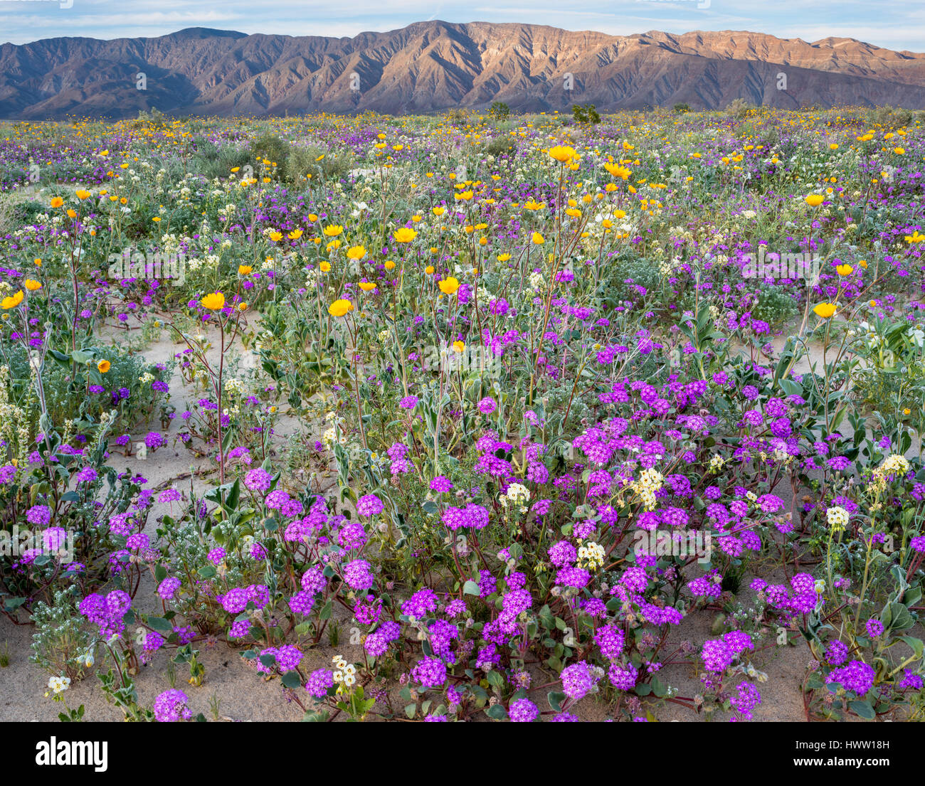 CALIFORNIA, USA: Desert landscape with flowering Sand verbena, Desert gold  and Birdcage evening primrose with the Santa Rosa Mountains in background. Stock Photo