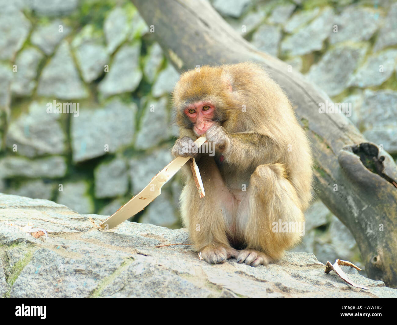 Lonely monkey eats piece of tree bark Stock Photo Alamy