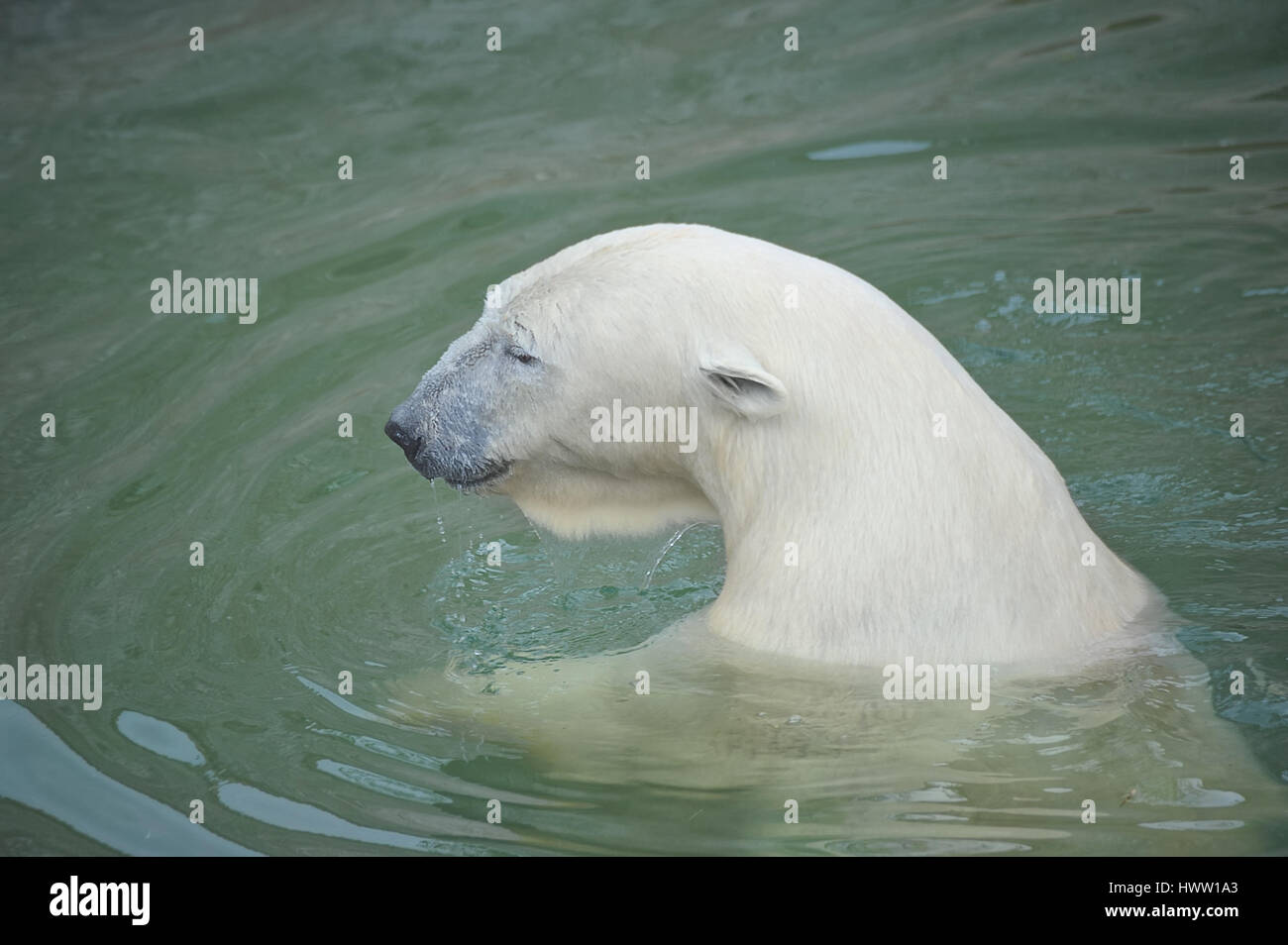 White polar bear swimming in water Stock Photo - Alamy