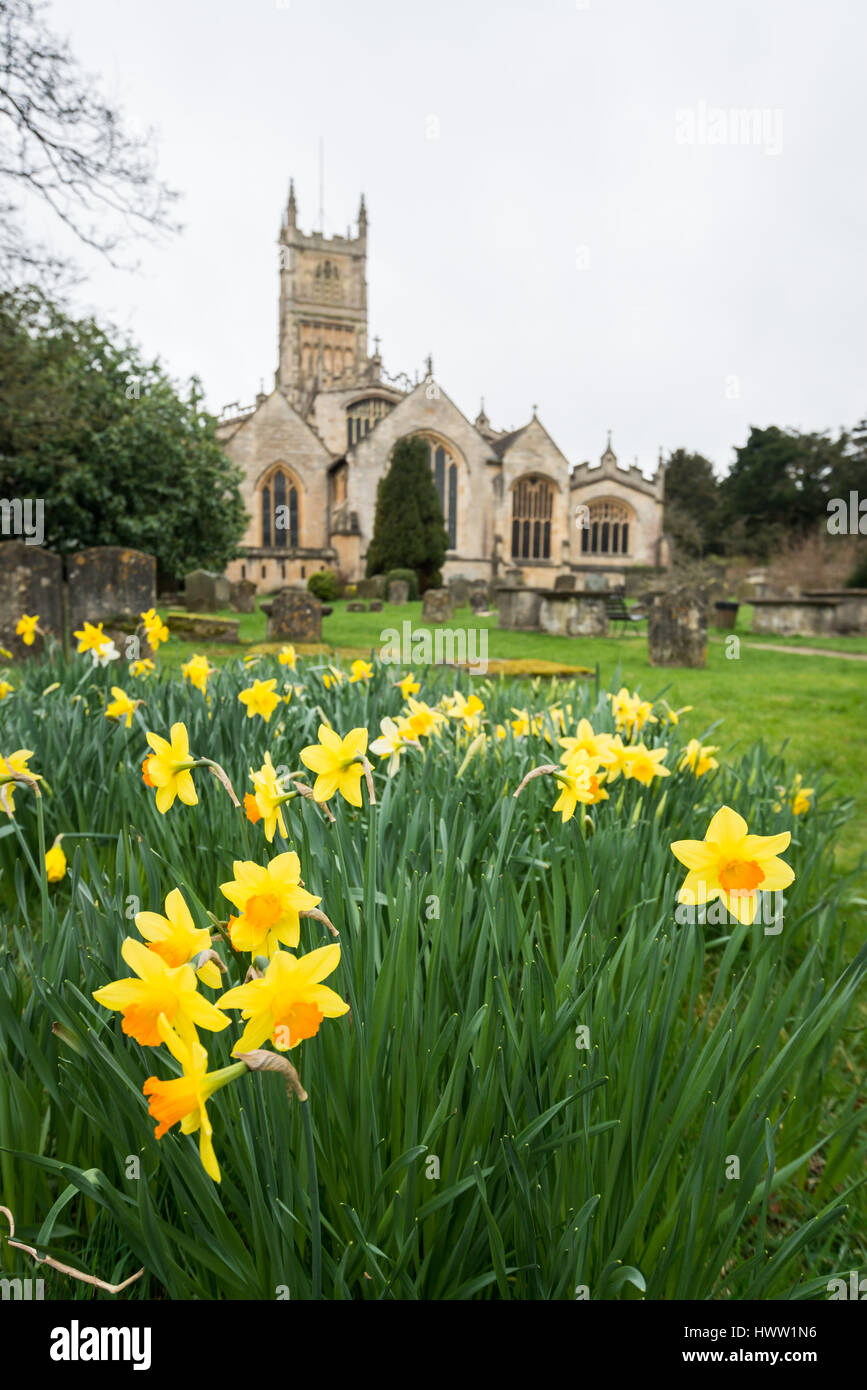 Daffodils in the graveyard of St John the Baptist parish church, Cirencester in the Cotswolds, Gloucester, England, UK Stock Photo