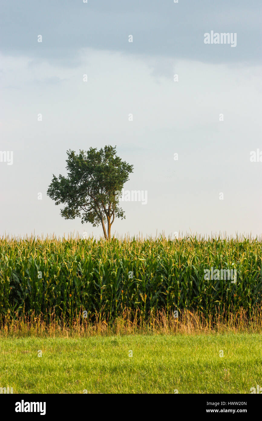 Tree corn natural background hi-res stock photography and images - Alamy
