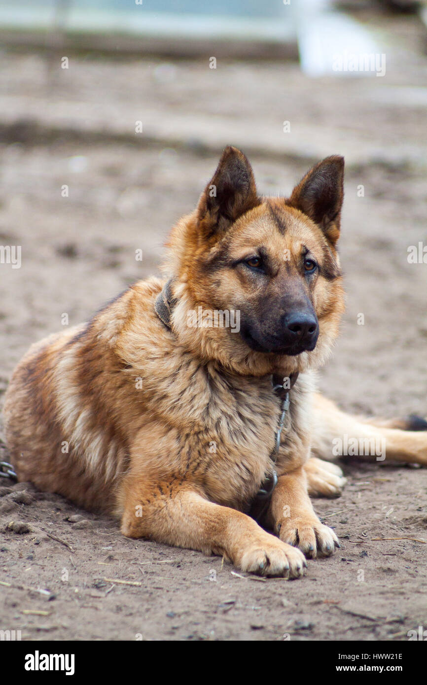 German Shepherd dog guarding the house and protects the host, guardian