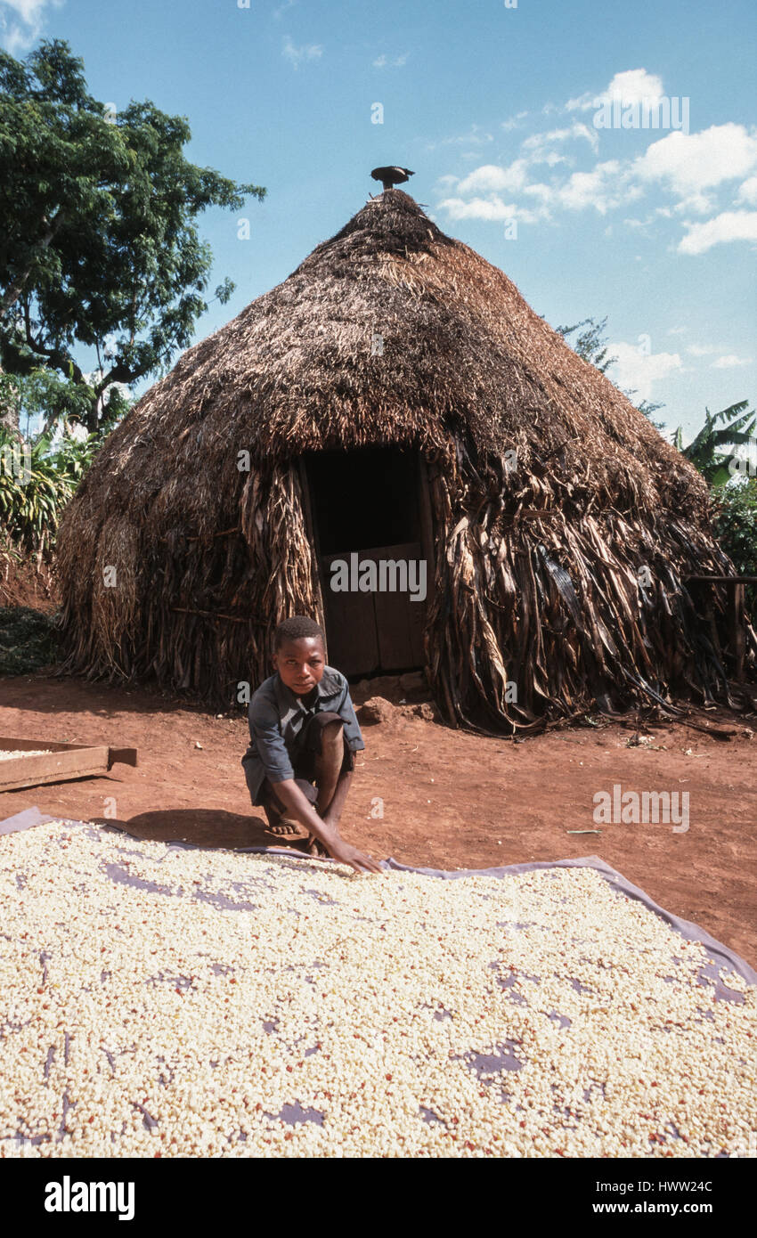 A child dries coffee beans (Coffea arabica) on a mat in front of a traditional Chagga hut, Rombo, Kilimanjaro region, Tanzania Stock Photo