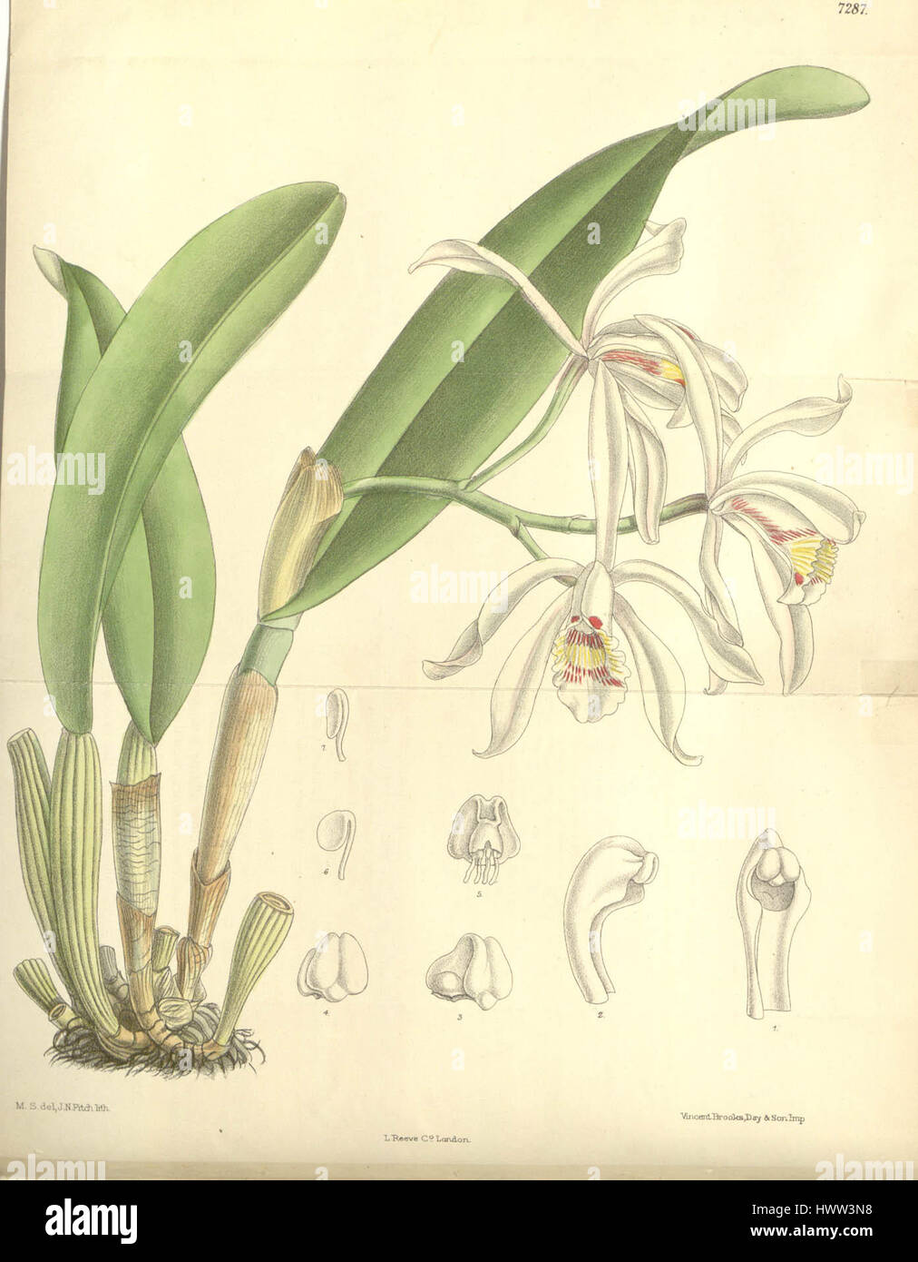 Cattleya iricolor   Curtis' 119 (Ser. 3 no. 49) pl 7287 (1893) Stock Photo