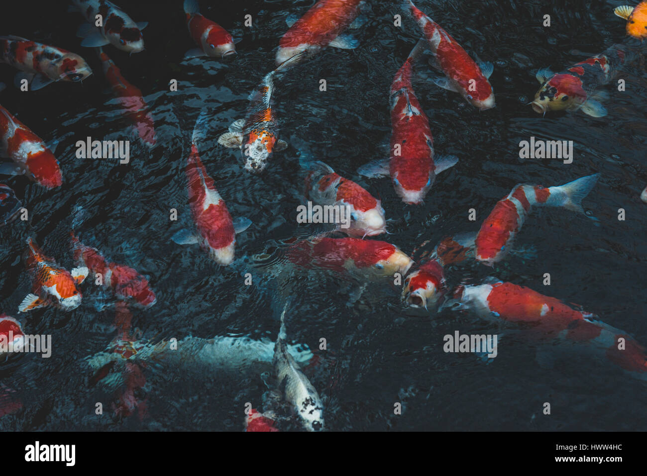 Kois in pond at senso ji hires stock photography and images Alamy