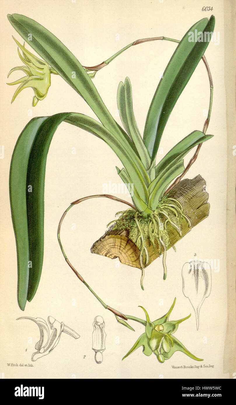 Aeranthes arachnitis (spelled Acranthus arachnitis)   Curtis' 99 (Ser. 3 no. 29) pl. 6034 (1873) Stock Photo