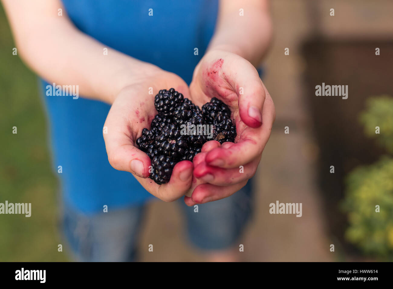 Blackberries in boy's hands Stock Photo
