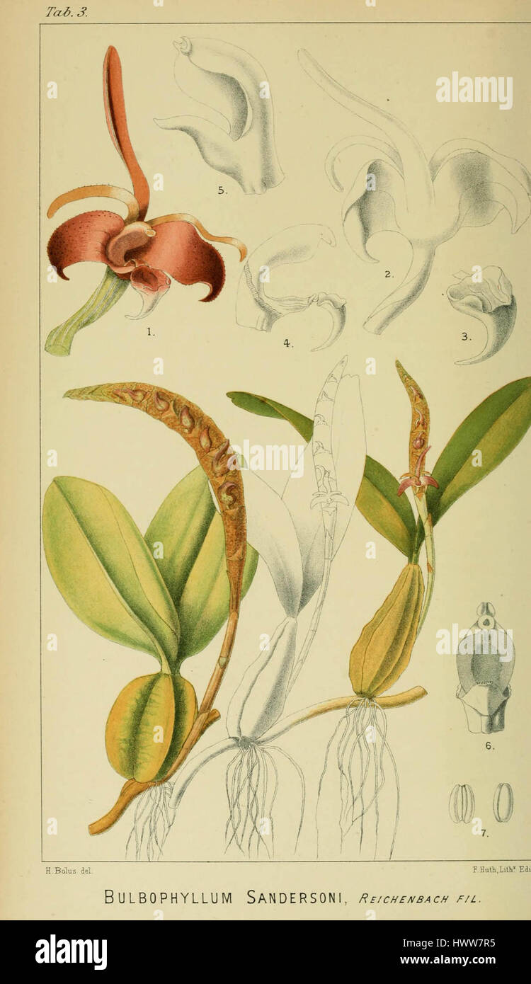 Bulbophyllum sandersonii   Harry Bolus   Orchids of South Africa   volume I tab. 3 (1896) Stock Photo