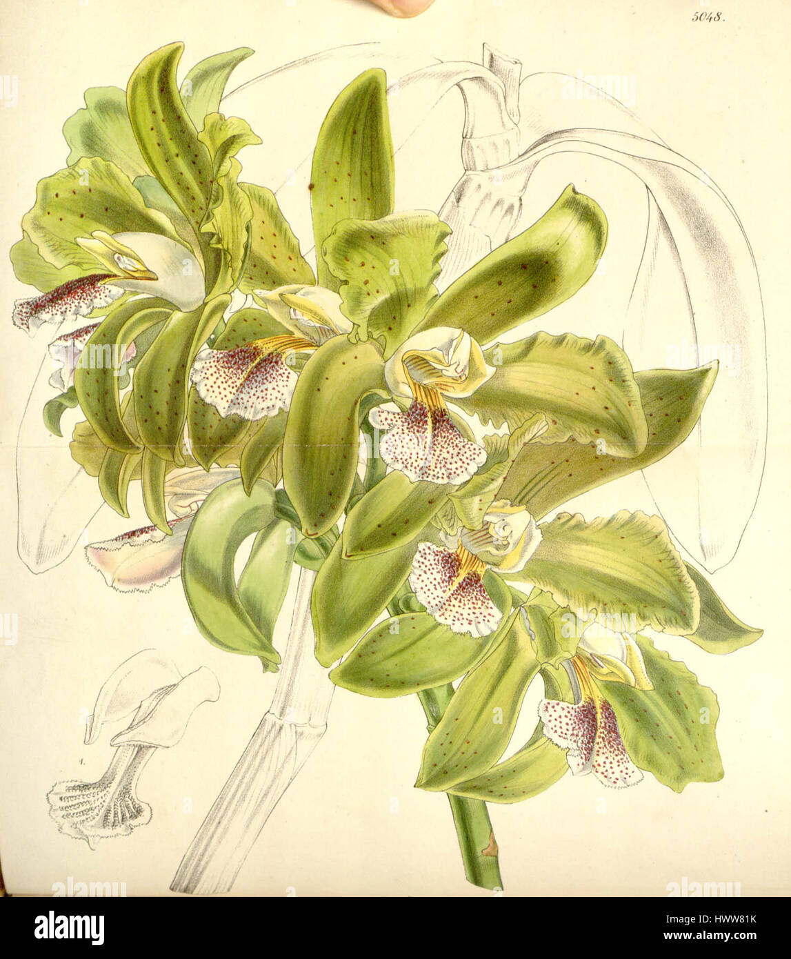 Cattleya granulosa   Curtis' 84 (Ser. 3 no. 14) pl. 5048 (1858) Stock Photo