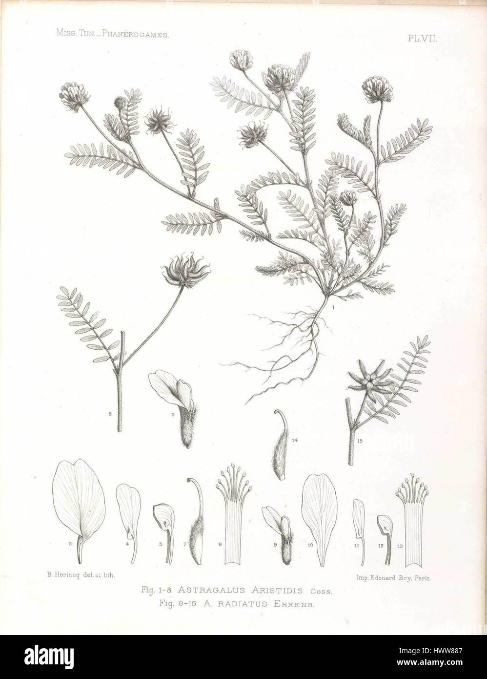 Astragalus saharae Pomel Stock Photo