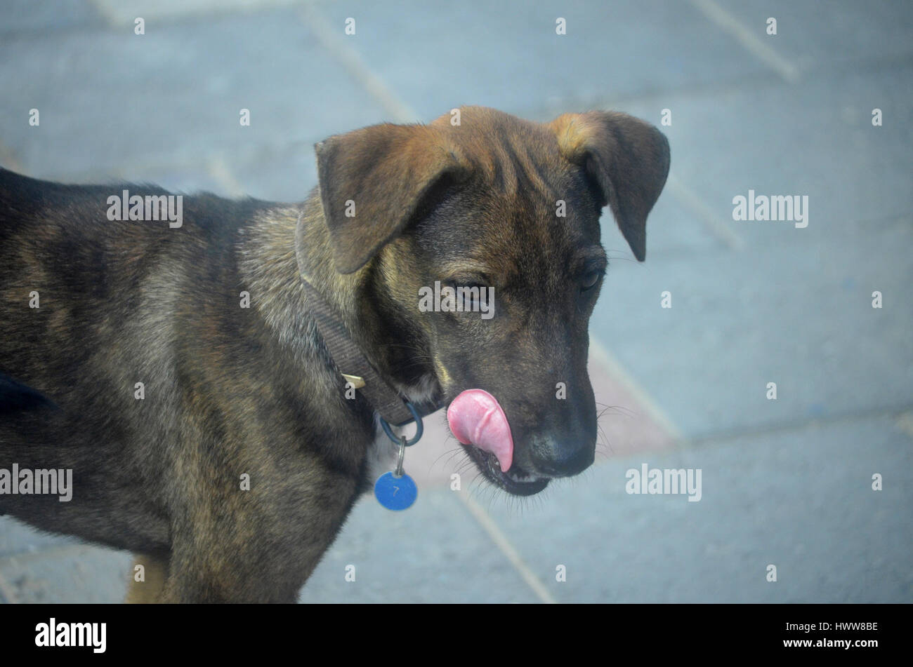 Really cute Arubian cunucu dog licking his chops with his pink tongue Stock  Photo - Alamy