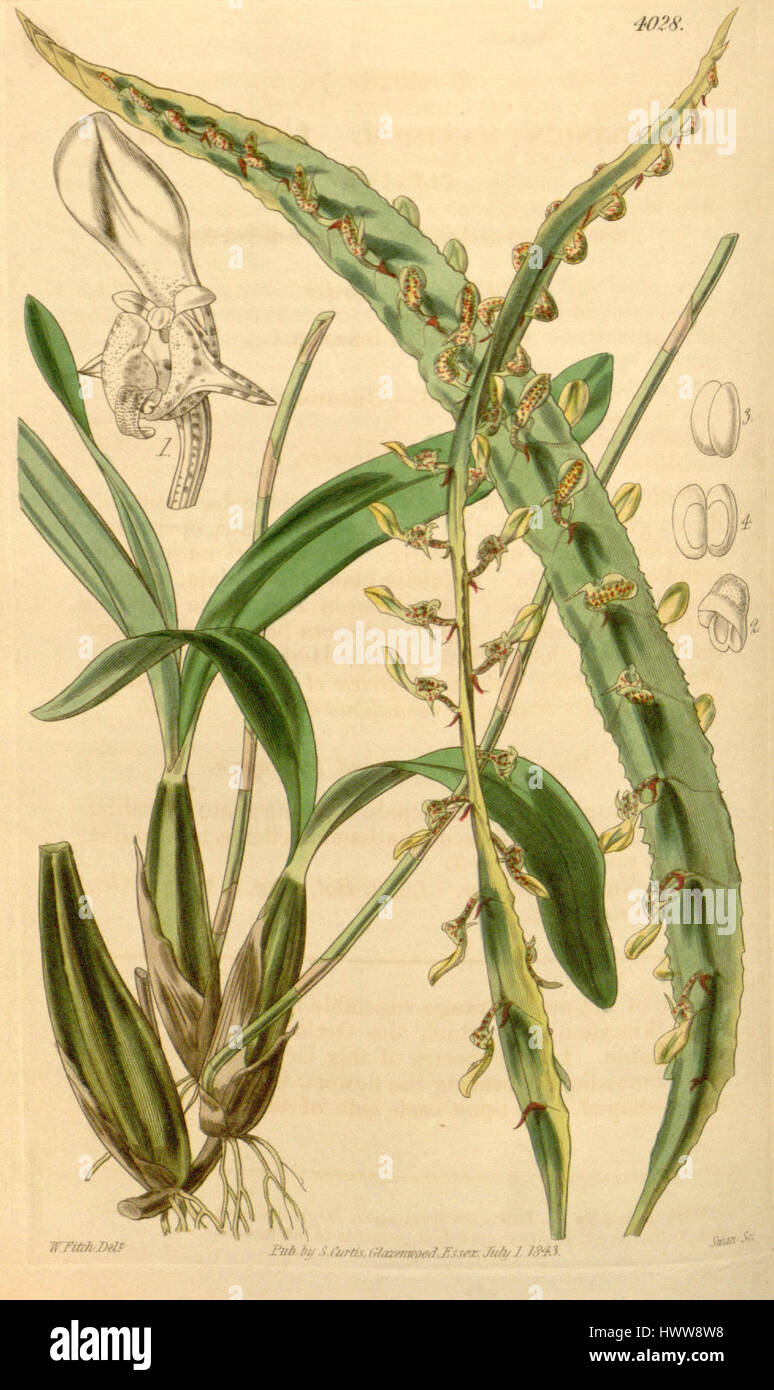 Bulbophyllum maximum(as Megaclinium maximum)   Curtis' 69 (N.S. 16) pl. 4028 (1843) Stock Photo