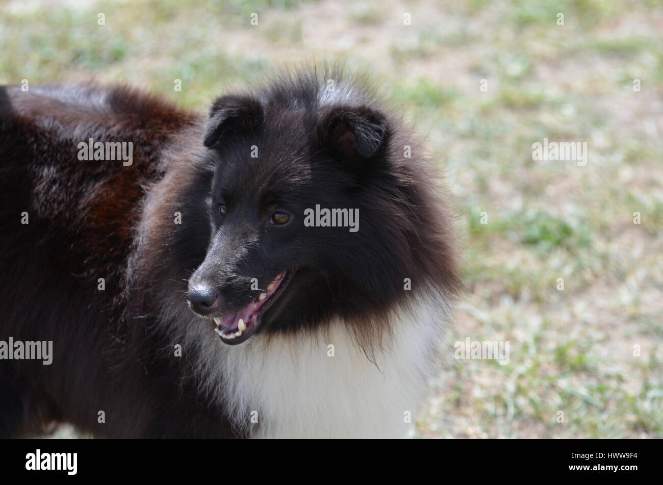 Great black and white shetland sheepdog. Stock Photo