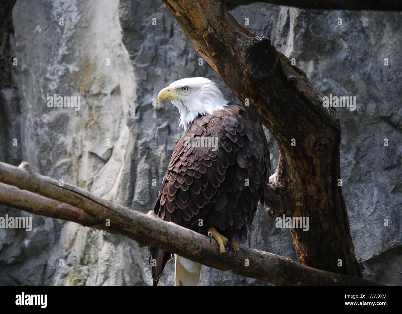 Stunning bald eagle sitting on a tree branch Stock Photo - Alamy