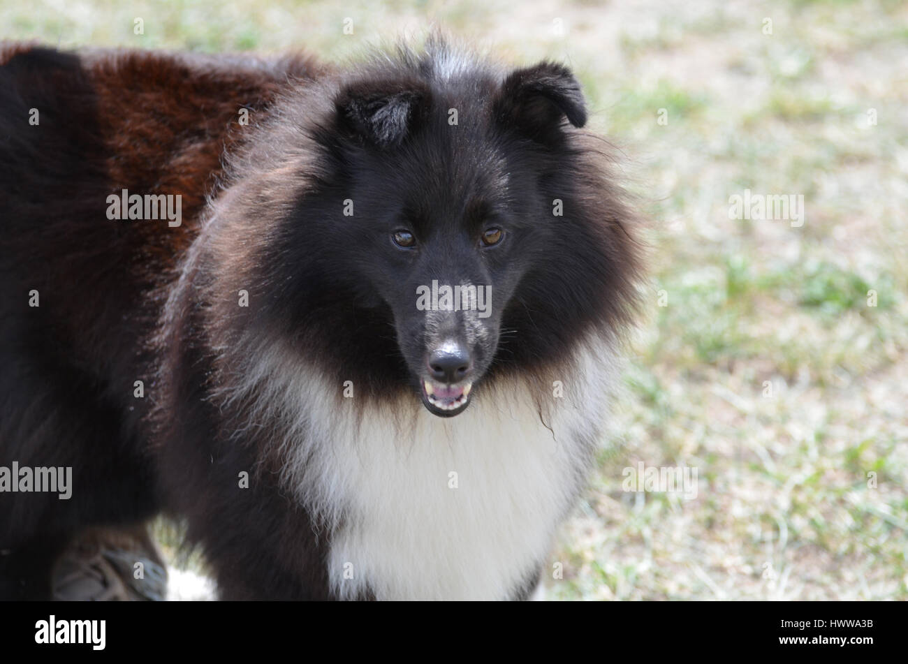 Beautiful black and white shetland sheepdog. Stock Photo