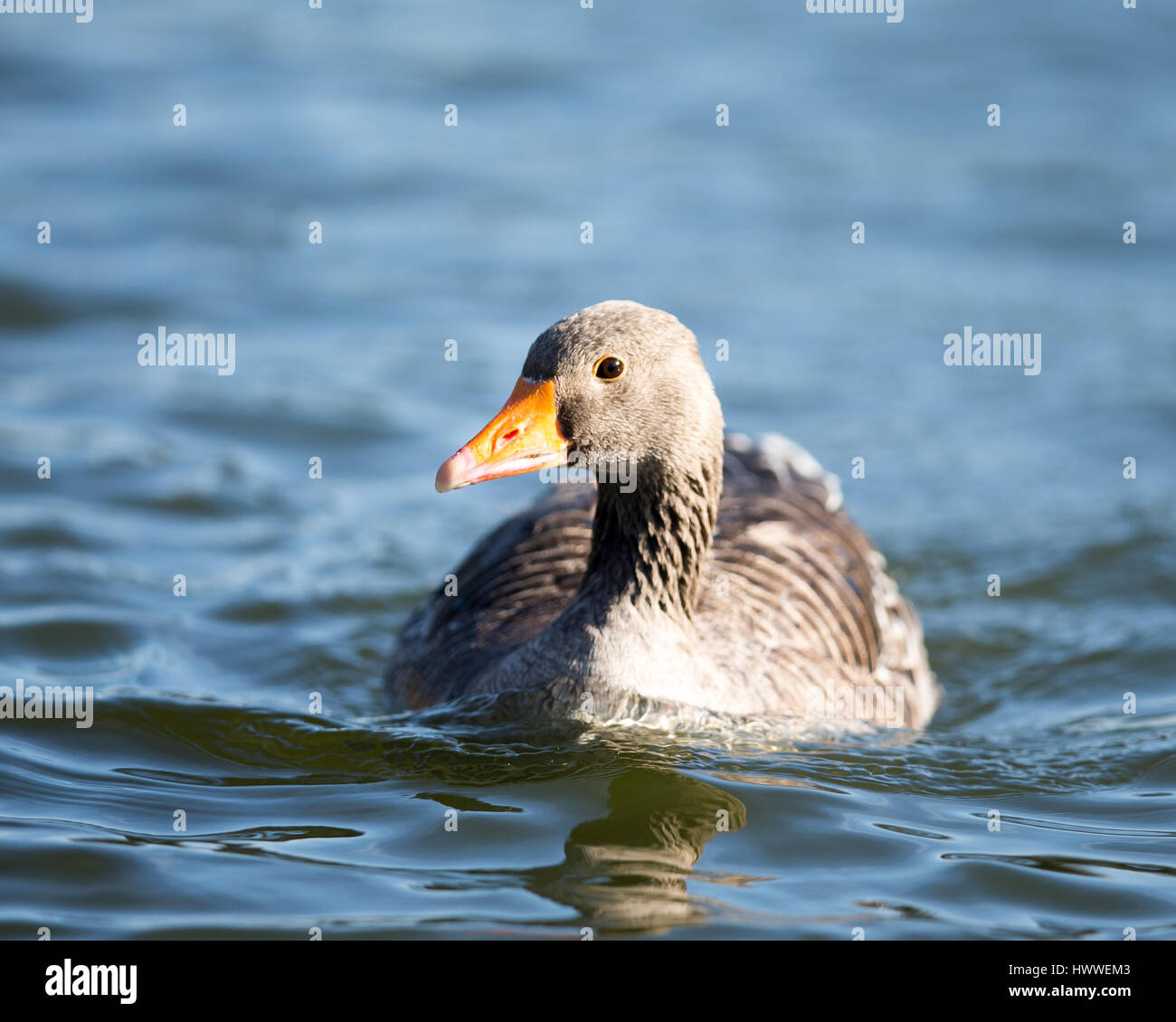 A Greylag Goose in a lake Stock Photo