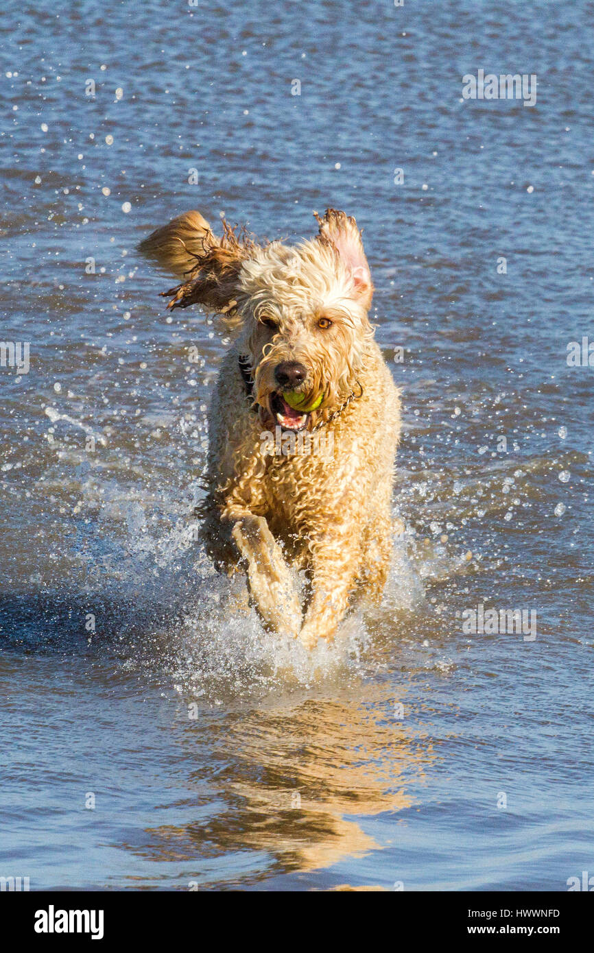 Dogs day out, Ainsdale, Merseyside. 24th March 2017. Four year old Labradoodle cross 'Mylo' is