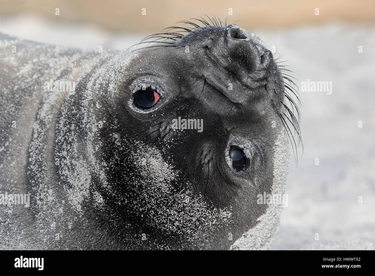 Southern Elephant Seal Stock Photo