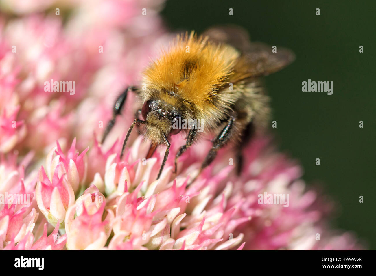 Bee garden hi-res stock photography and images - Alamy
