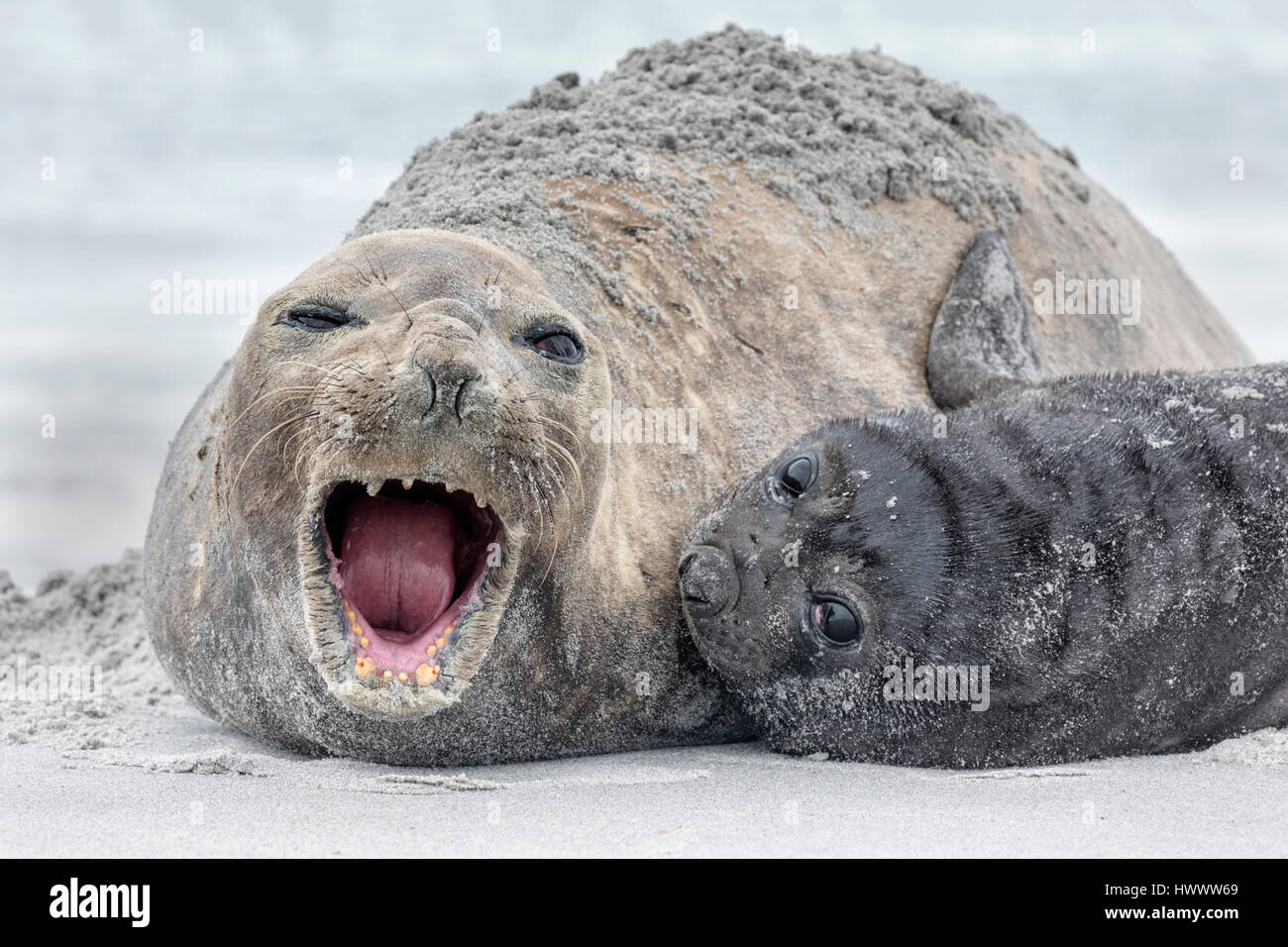 Southern Elephant Seal Stock Photo