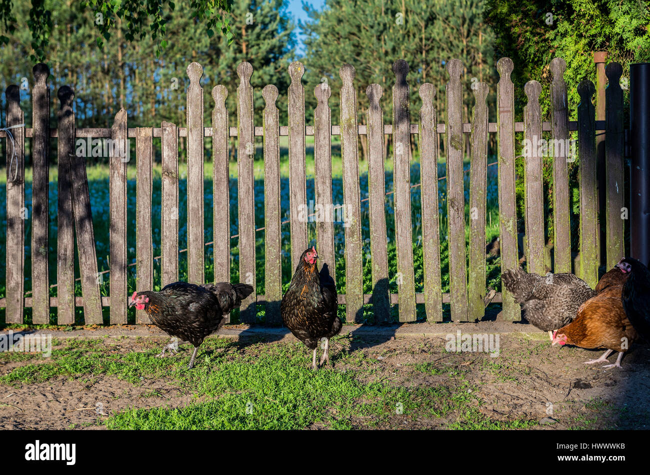Hens on a free range chicken farm in a small village on Mazovia region in Poland Stock Photo