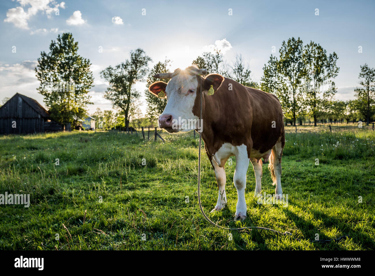 Cow on a meadow in a small village on Mazovia region in Poland Stock Photo