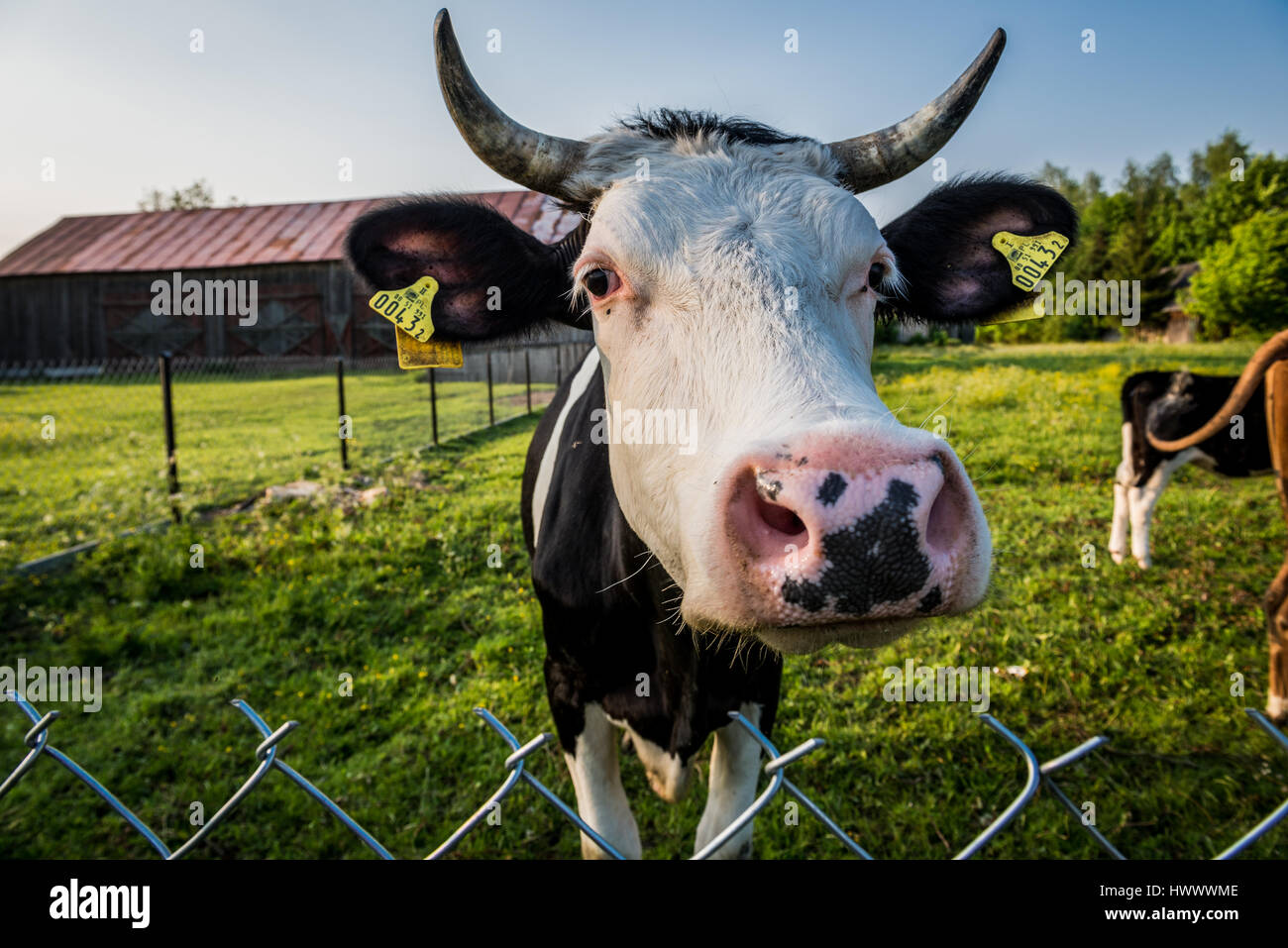 Black and white cow on a meadow in a small village on Mazovia region in Poland Stock Photo