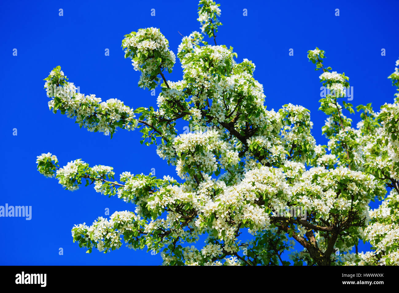 Spring flowering tree. Blossoming tree with white flowers and green ...