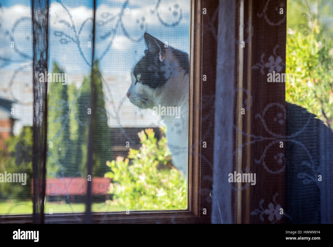 Black and white cat sitting on a windowsill Stock Photo - Alamy