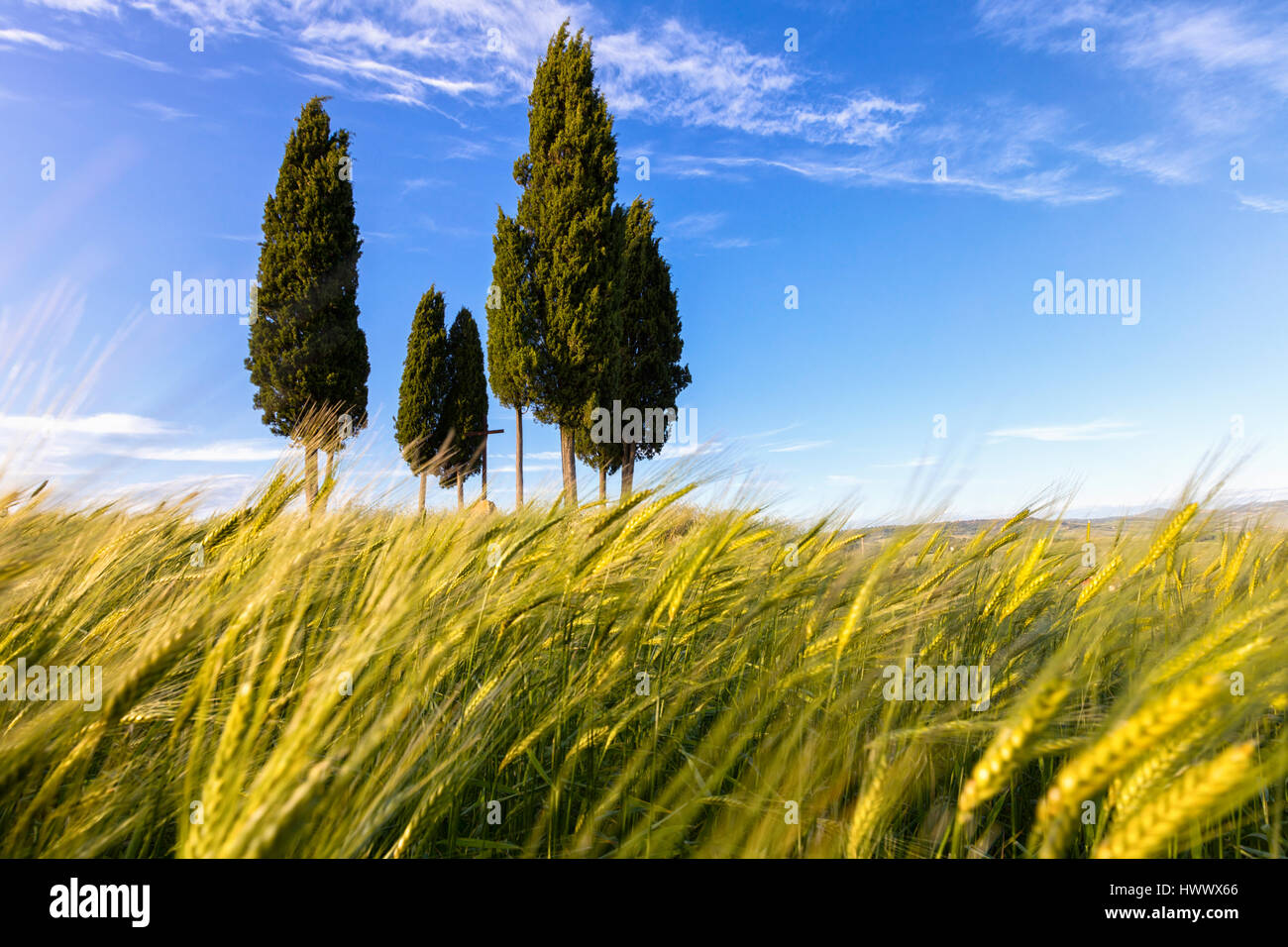 Wheat Field With Cypresses High Resolution Stock Photography And Images Alamy