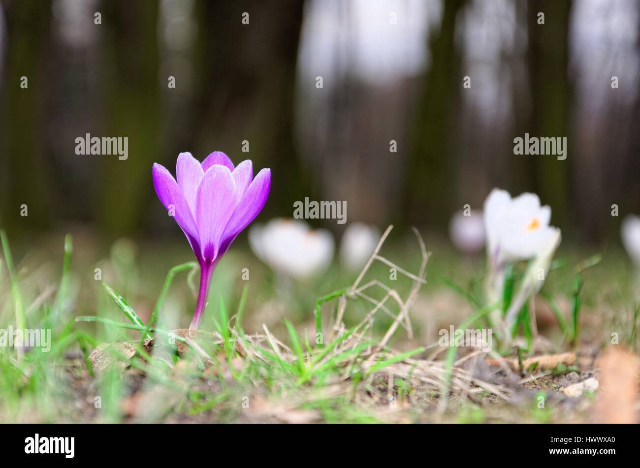 Flower: Crocus (krokus) © Pawel M. Mikucki Stock Photo