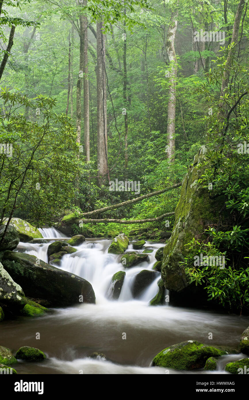 Relaxing scenic along the Roaring Fork Moter Tour in the Great Smoky Mountains National Park Tennessee USA Stock Photo