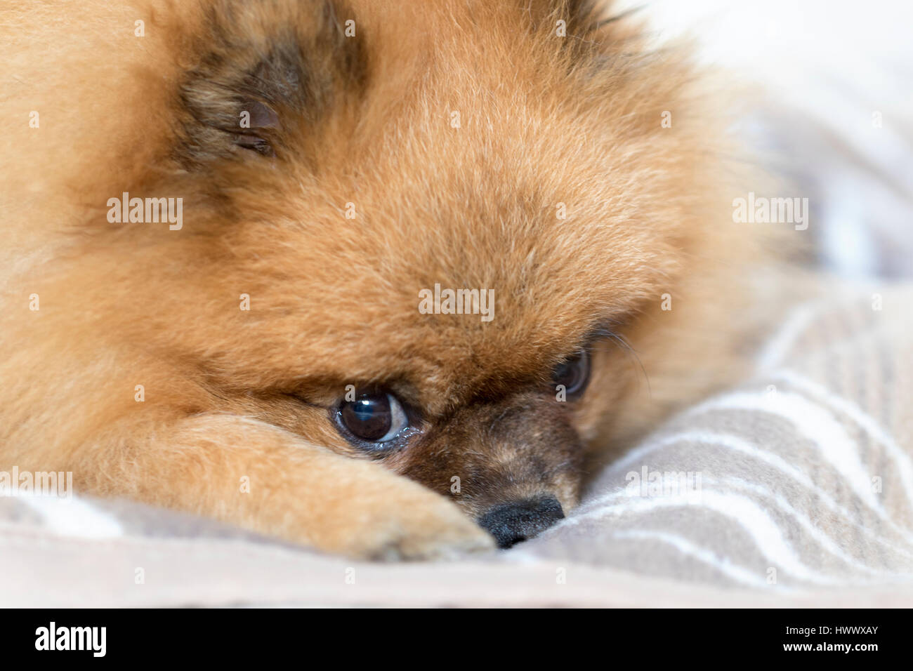 Milo, the German Spitz, looking cute on his blanket. Stock Photo