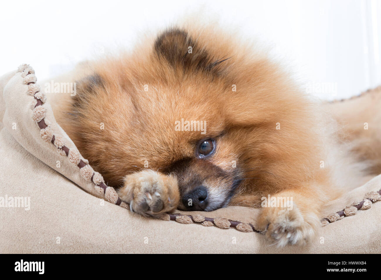 Milo the German Spitz,  in his favourite place, his dog bed. Stock Photo